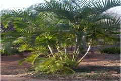 Dypsis lutescens